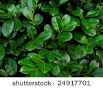 monstera thai constellation large Monstera deliciosa 'Thai Constellation' – ARIUM BOTANICALS main image 0