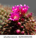 cactus orange Large Opuntia Species Orange Chiffon Cold Hardy Cactus – Dose of Succulents main image 0